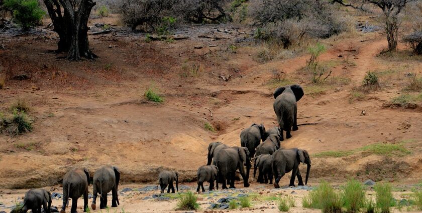 A picture depicting the a herd of elephants at the Sardarpur Wildlife Sanctuary