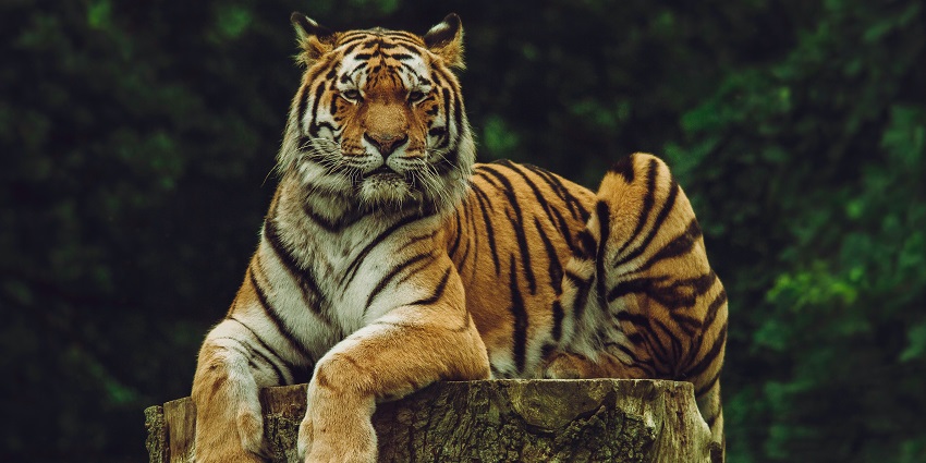 A tiger spotted at Sariska National Park, one of the best places to visit near Jaipur.