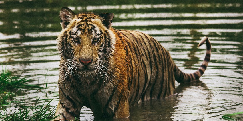 A tiger spotted at the Sariska National Park, a famous tourist attraction in Rajasthan.