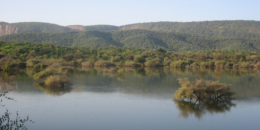 Sariska National Park boasts tigers, leopards, and ancient ruins for exploration.