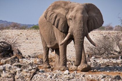 A serene landscape of Sariska National Park, showcasing its diverse wildlife and natural beauty.