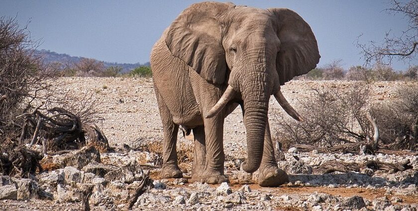 A serene landscape of Sariska National Park, showcasing its diverse wildlife and natural beauty.