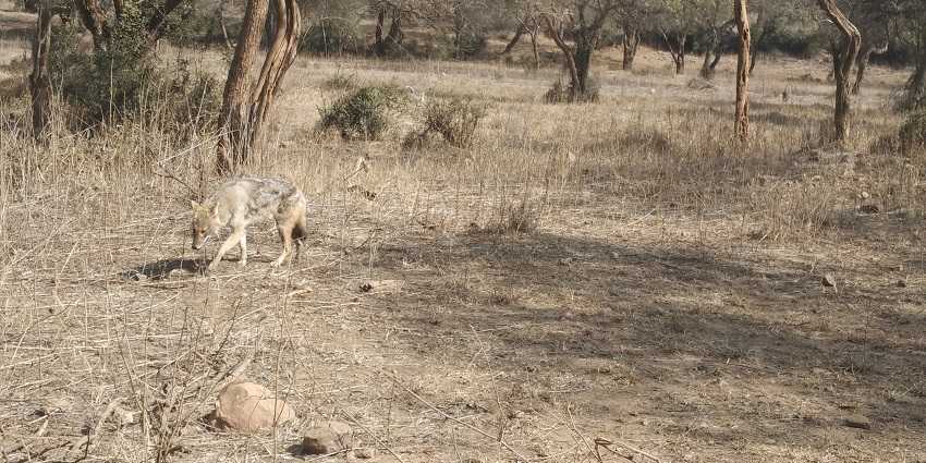 Sariska National Park located in Alwar District, home to diverse wildlife and natural beauty.