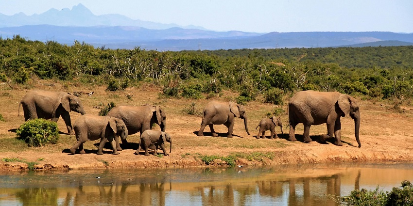 Sariska National Park is one of the best places to visit in winter near Delhi region.