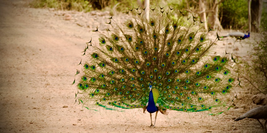 A colourful peacock in Sariska Tiger Reserve - one of the places to visit near Bhiwadi.