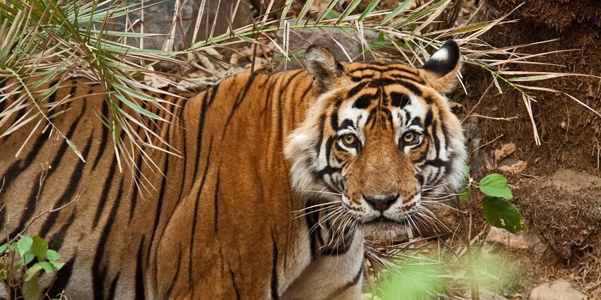 The Sariska Tiger Reserve is the home to the Royal Bengal Tiger and other species.