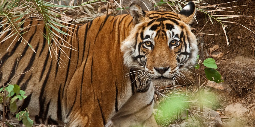 A tigress at the Sariska tiger reserve in Rajasthan which is one of the top attractions near Ajabgarh Fort