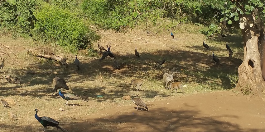Majestic tiger roaming the lush Sariska Tiger Reserve, an unforgettable wildlife experience in Rajasthan