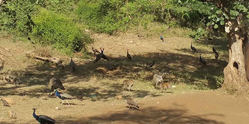 Panoramic view of Sariska Tiger Reserve in Rajasthan, showcasing dense forested terrain