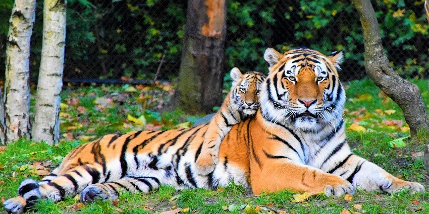 A tiger in its natural habitat at Tiger Reserve, a prominent park among the Jaipur national parks.