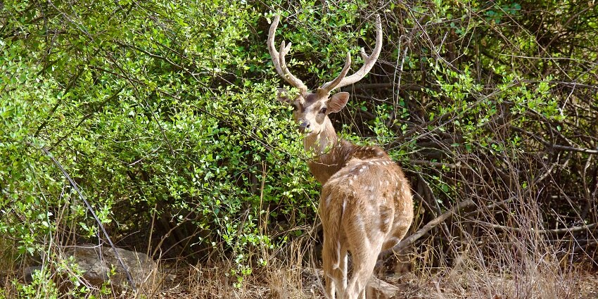 A stunning view of Sariska Tiger Reserve, a must-visit for nature lovers near Jaipur.