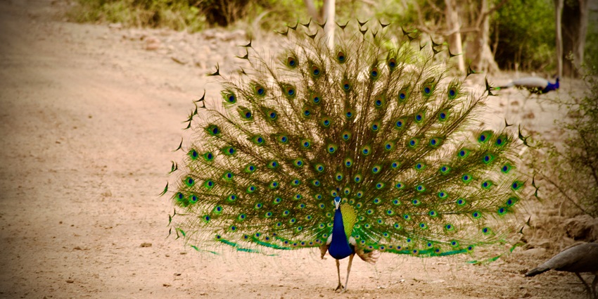 A colourful peacock at the Sariska Tiger Reserve - one of the must-visit tourist spots.