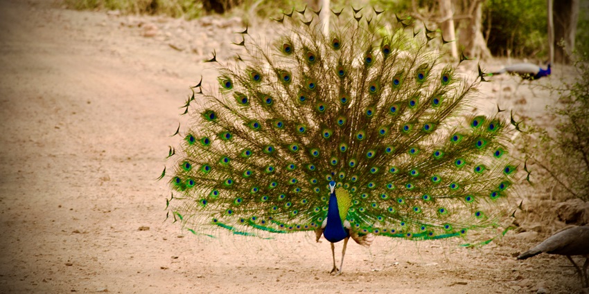Dense forests of Sariska Tiger Reserve, and the best place to visit in Sariska for all.