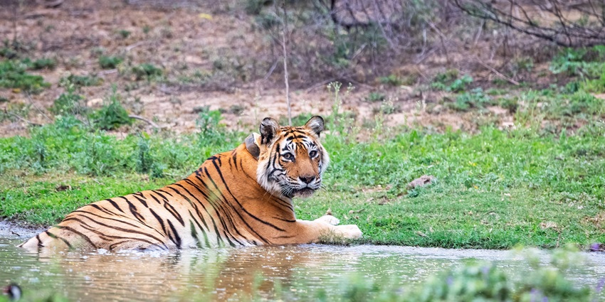 A close-up of a majestic tiger rolling around in the grass at Sariska Tiger Reserve.