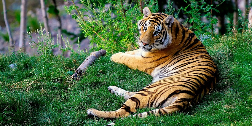 A tiger at Sariska Tiger Reserve, one of the best places to visit near Bhangarh Fort.
