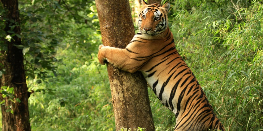 A majestic deer in Sariska Tiger Reserve, a lush wildlife sanctuary near Alwar.