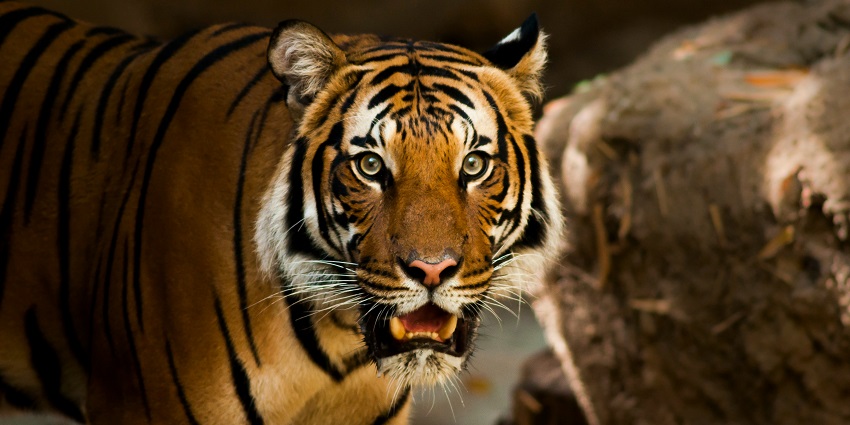 A tiger at the Sariska Sanctuary, one of the top places to visit in Rajasthan near Delhi.