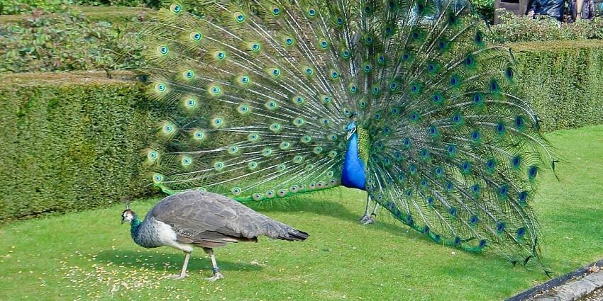 Peacock with its beautiful feather display amdist the lush garden of Sarita Udhyan near Indroda nature park