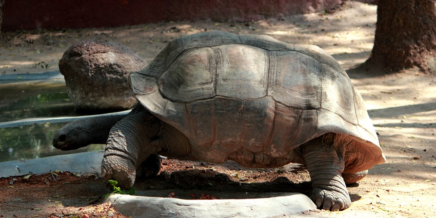 Tortoise walking on the ground at Sarthana Nature Park, with curious spectators around