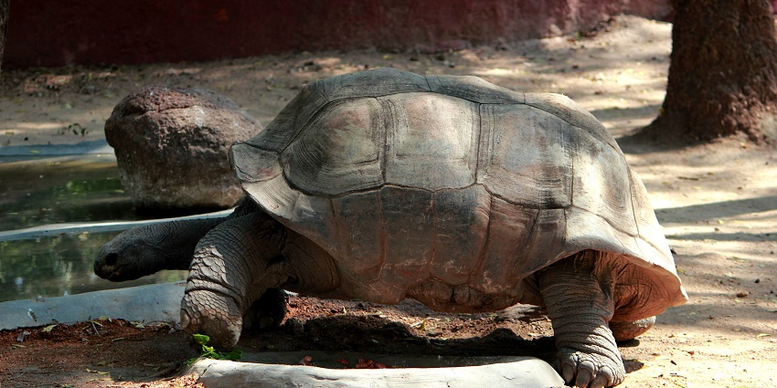 Image of a tortoise drinking water in a zoological park - Surat picnic places