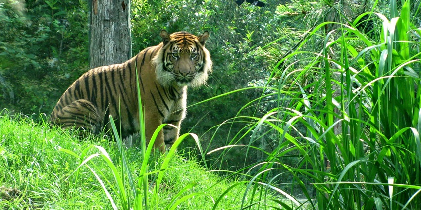 Discover Sarthana Nature Park and Zoo in Surat, featuring lions, tigers, and lush trails