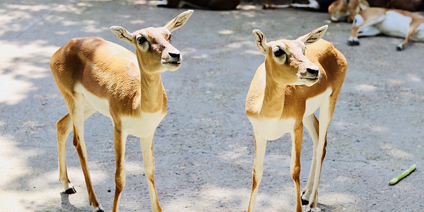 Beautiful deers and fawns can be spotted at Sarthana Nature Park.