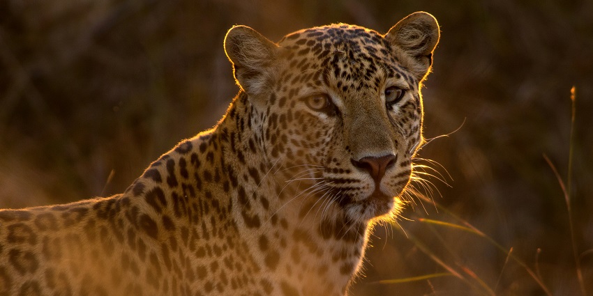Sarthana Nature Park And Zoo is a paradise for nature and wildlife enthusiasts.