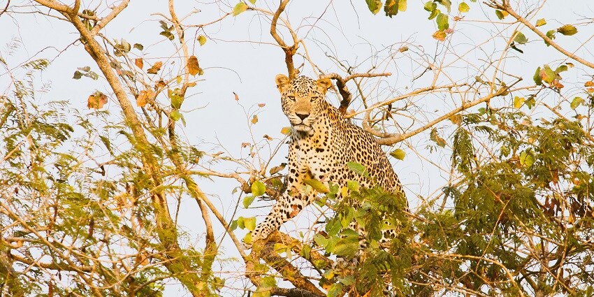A leopard at the Sasan Gir, one of the best places to visit near Devaliya National Park.