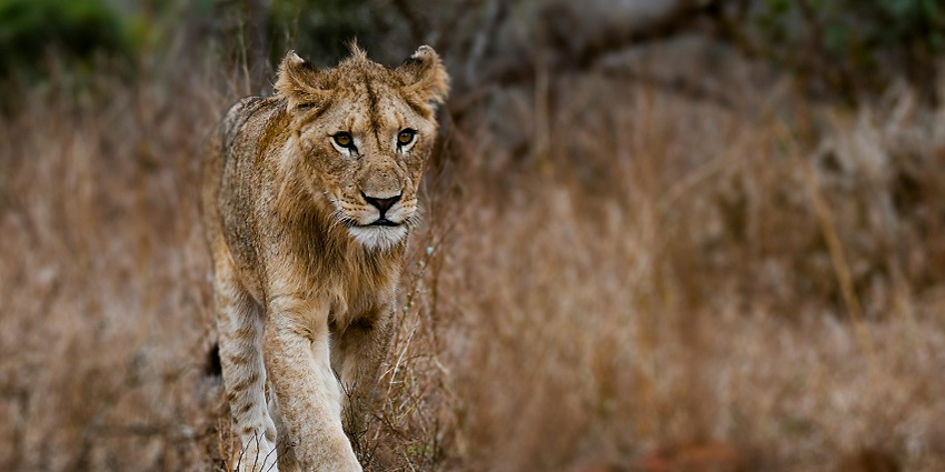 Lion cub tries to navigate through the bushes.