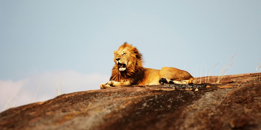 A lion resting on the ground during the day, with a golden mane and a calm expression