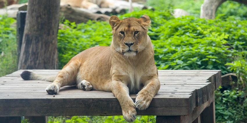 Gir Wildlife Sanctuary is one of the best places to visit near Prabhas Patan Caves.