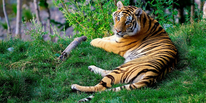 Satkosia Gorge Wildlife Sanctuary is home to a wide variety of wildlife including tigers.