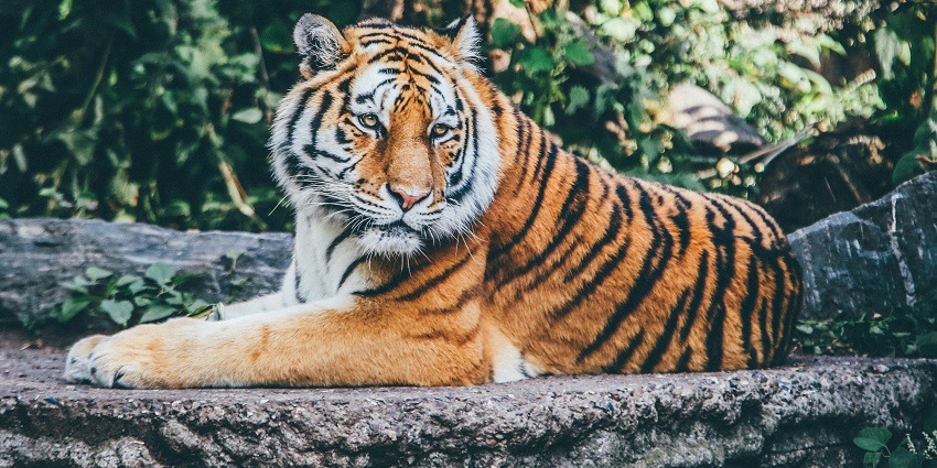 A tiger lazing around the rocky throne surrounded by dense forests and tall trees.