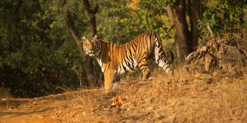 Stunning landscape of Satpura Tiger Reserve, amongst the most famous national parks near Indore.