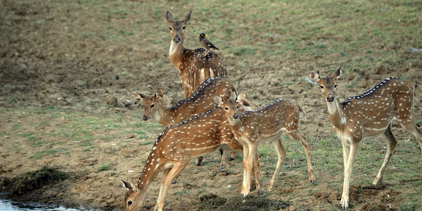 A spotted deer in Satpura National Park, a popular destination near Madhai Wildlife Sanctuary.