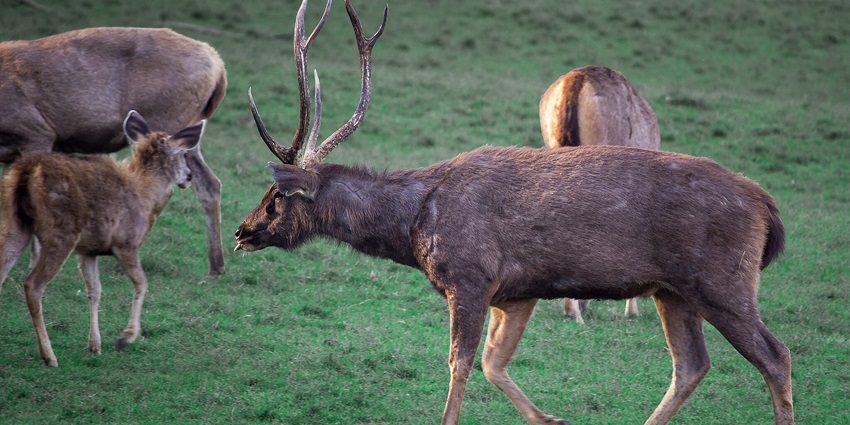 Moments of Sambar Deer, Satpura Tiger Reserve, Madhai, one of the top national parks near Jabalpur.