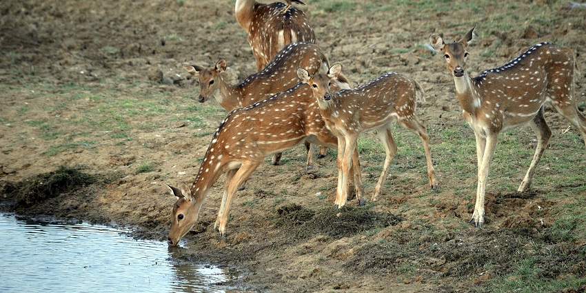 A spotted deer grazing in the grassland of Satpura National Park, one of the best places to visit near Bori Wildlife Sanctuary.