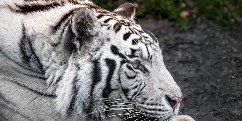 White tiger in Saurabh Van Vihar, displaying its striking white coat and powerful presence
