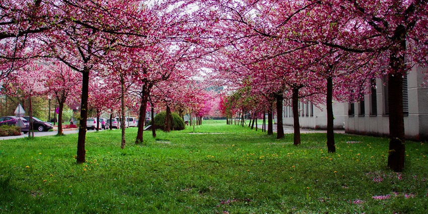 A view of lush green fields and pink flowers blooming on the trees of Sayaji Garden.