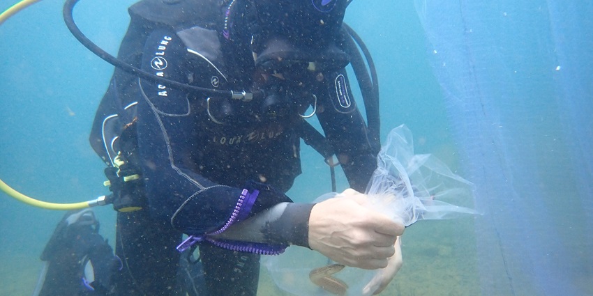 Scuba diving in North Goa is an exciting experience as you get to enjoy the captivating coral reefs