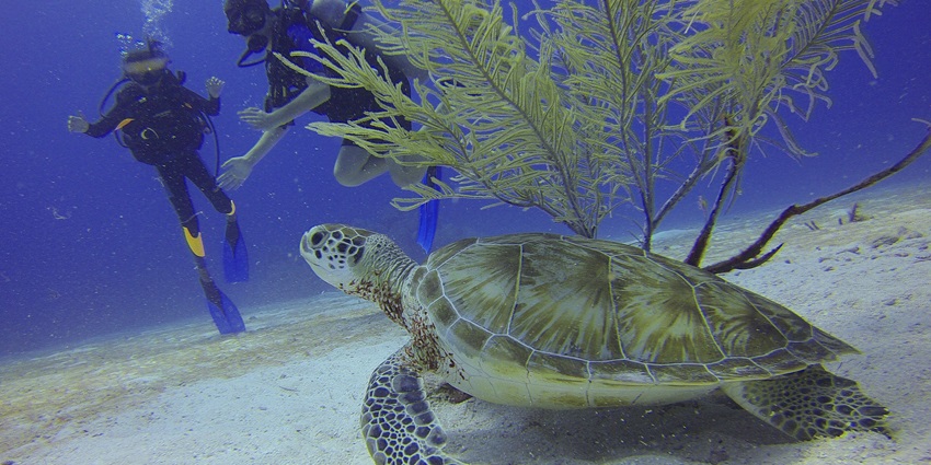 Scuba diving is one of the best Candolim beach water sports