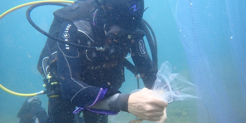 Scuba Diving is among the top water activities for adventurous souls out there.