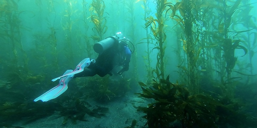 Scuba Diving is one of the most liberating experiences for adventurers.