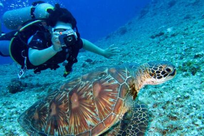 A breathtaking view of a sea turtle in front of a scuba diver taking a photograph.