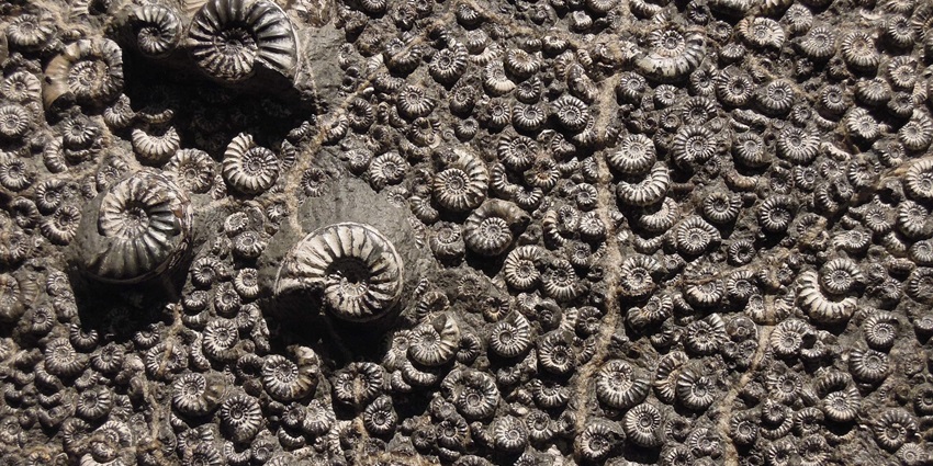 A large ammonite fossil displayed in a museum, showcasing its intricate spiral structure.