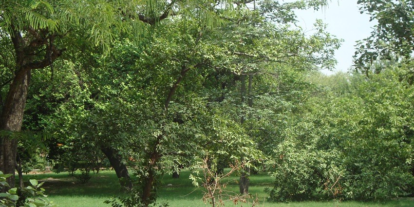 Panaromic views of the alluring gardeen known as Sheesh Mahal and its lush forest garden