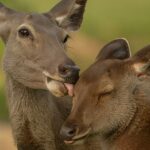 A graceful deer grazing, showcasing the diverse wildlife of Shergarh Wildlife Sanctuary.