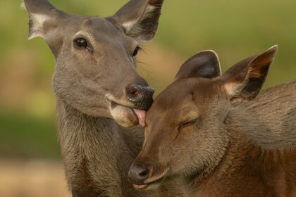 A graceful deer grazing, showcasing the diverse wildlife of Shergarh Wildlife Sanctuary.