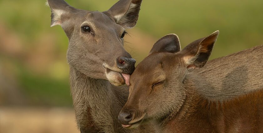 A graceful deer grazing, showcasing the diverse wildlife of Shergarh Wildlife Sanctuary.