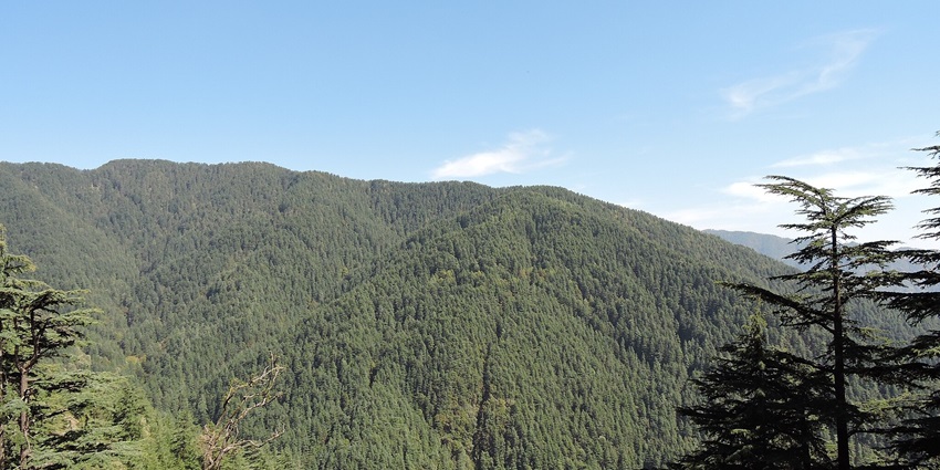 A view of the Shimla Water Catchment Wildlife Sanctuary where you can spot a variety of wildlife